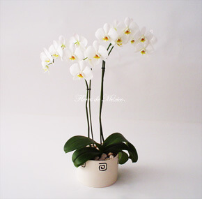 Los arreglos con orquídeas naturales son elegantísimos