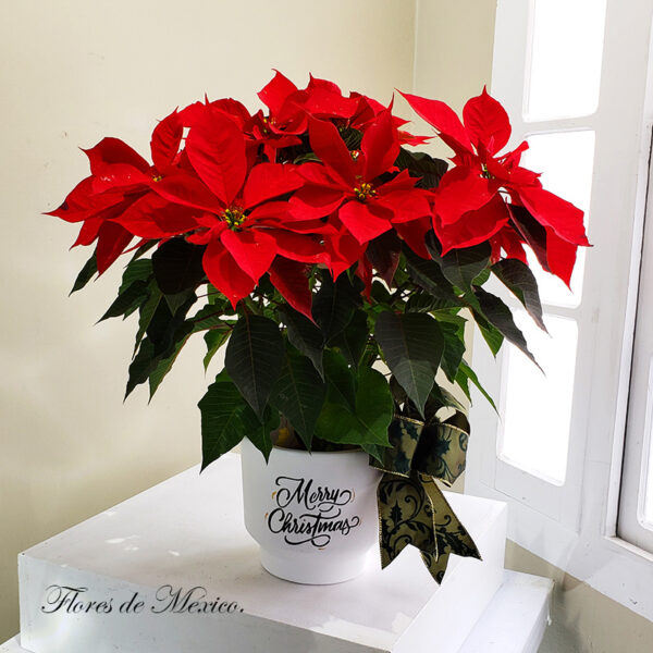 Navideño 66 - 3