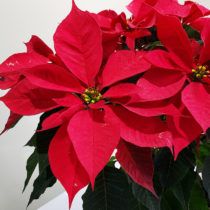Navideño 66 - 4