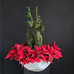 Encanto Navideño - Image 4
